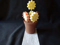 Chocolate Flower Pot