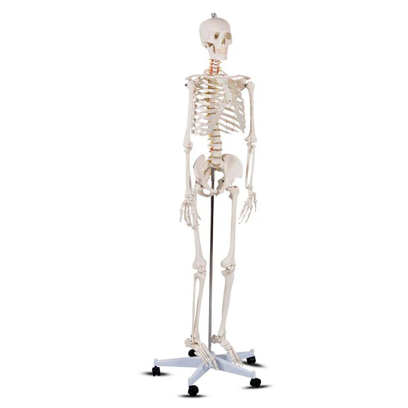 70.8" Life Size Human Anatomical Anatomy Skeleton Medical Model with Rolling Stand, Removable Parts, Poster & Dust Cover