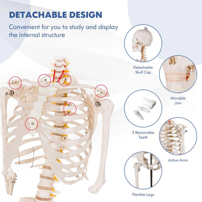 70.8" Life Size Human Anatomical Anatomy Skeleton Medical Model with Rolling Stand, Removable Parts, Poster & Dust Cover
